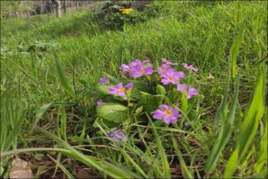 Cemre Düştü Toprağa